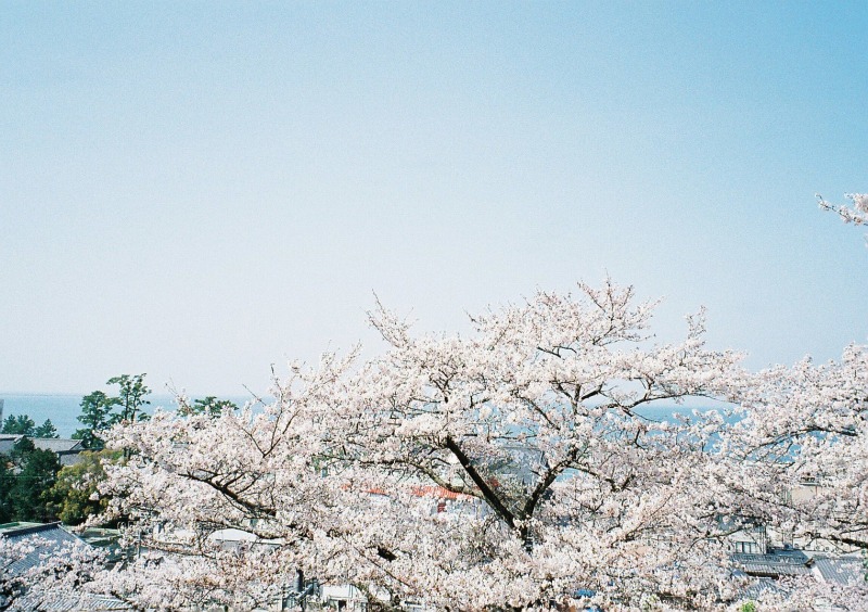 二見　音無山の桜