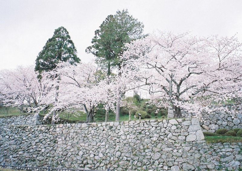 桜の名所　田丸城跡の桜